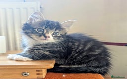 Mixed Breed cats for sale: Adorable kittens for sale - Image 15