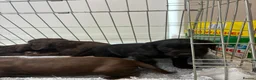 Cocker Spaniel dogs for sale: DNA tested cocker spaniels - Advert 5