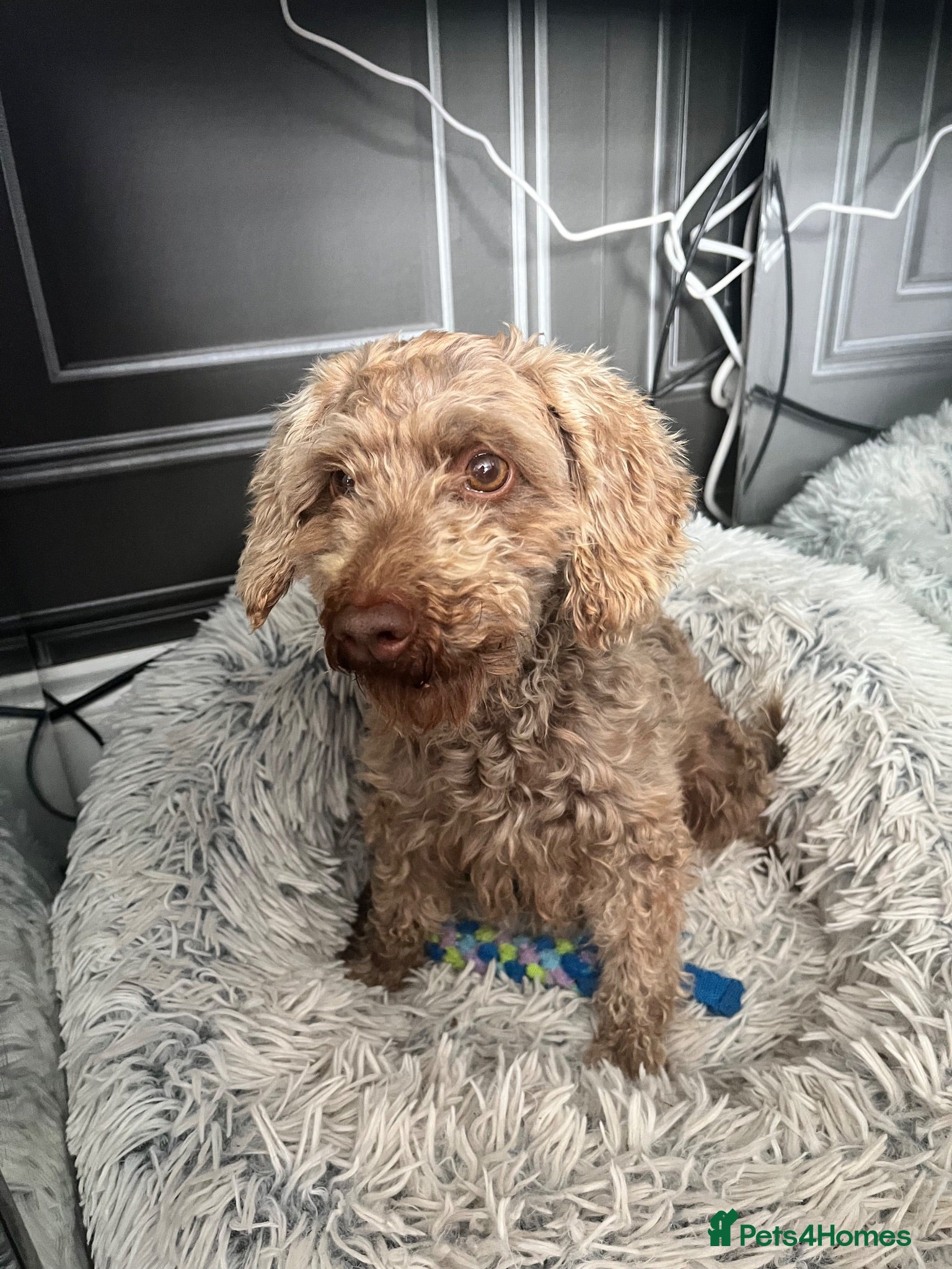 Toy Poodle dogs Chocolate phantom Toy poodle girl 3 year old  - Advert 1