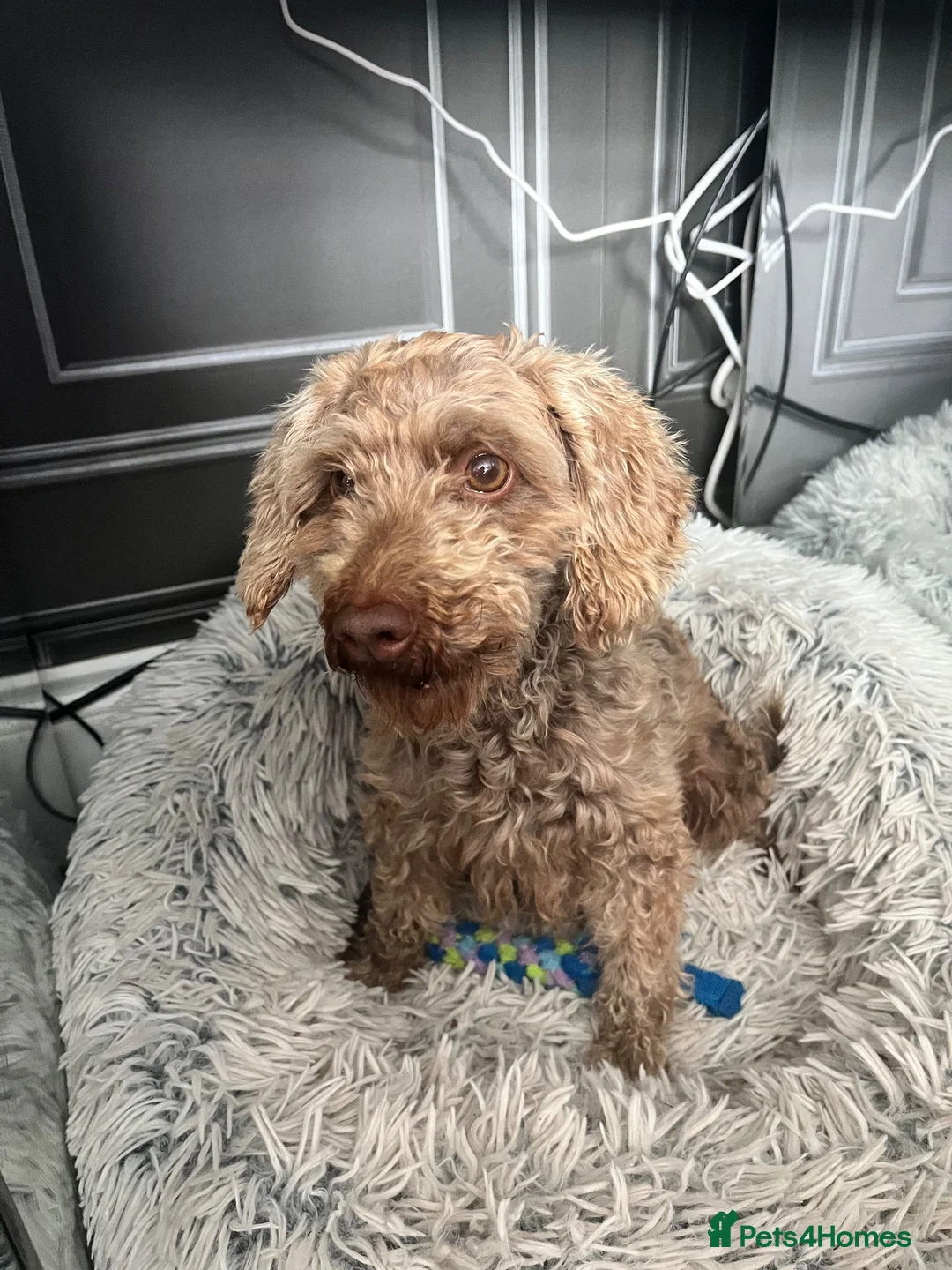Toy Poodle dogs for sale: Chocolate phantom Toy poodle girl 3 year old  - Advert 1
