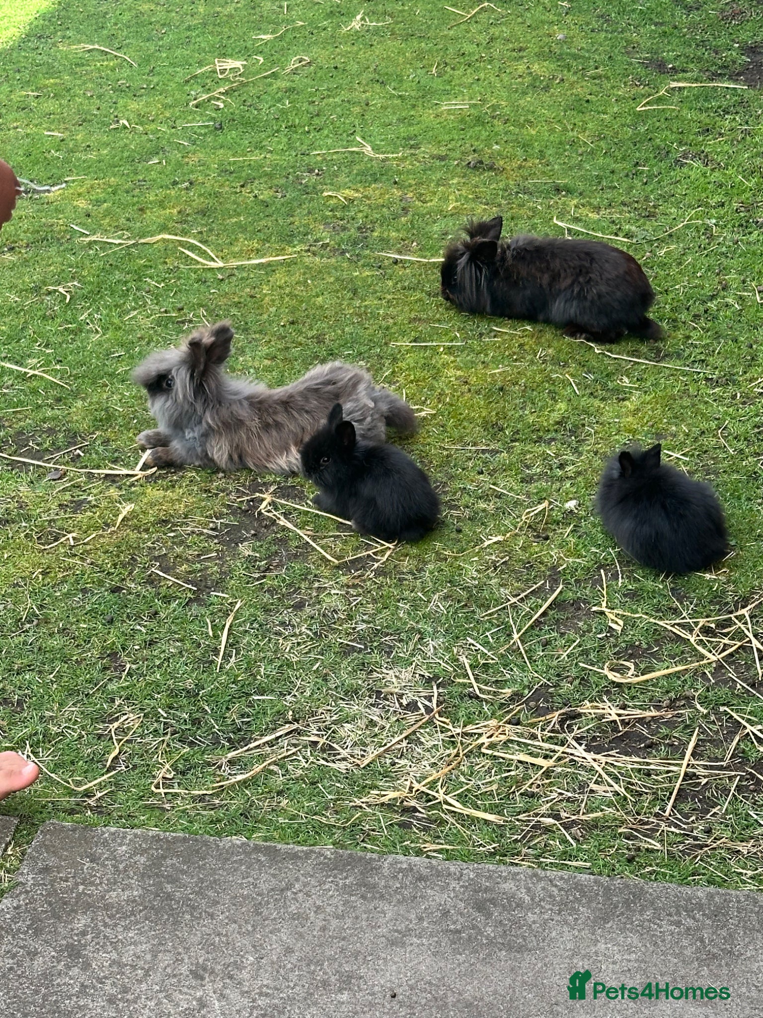 Mini Lion Lop rabbits Baby rabbits lion lop and lion heads  - Advert 1