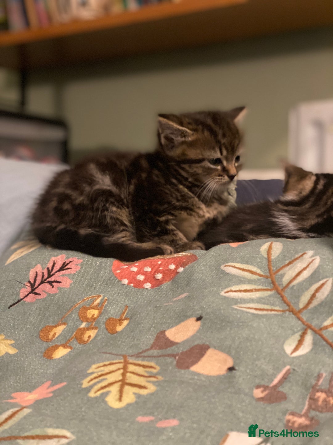 Mixed Breed cats for sale: 3 kittens available Portsmouth - Advert 15