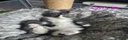 Maine Coon cats for sale: BEAUTIFUL MAIN COON KITTENS in Bolton - Advert 6