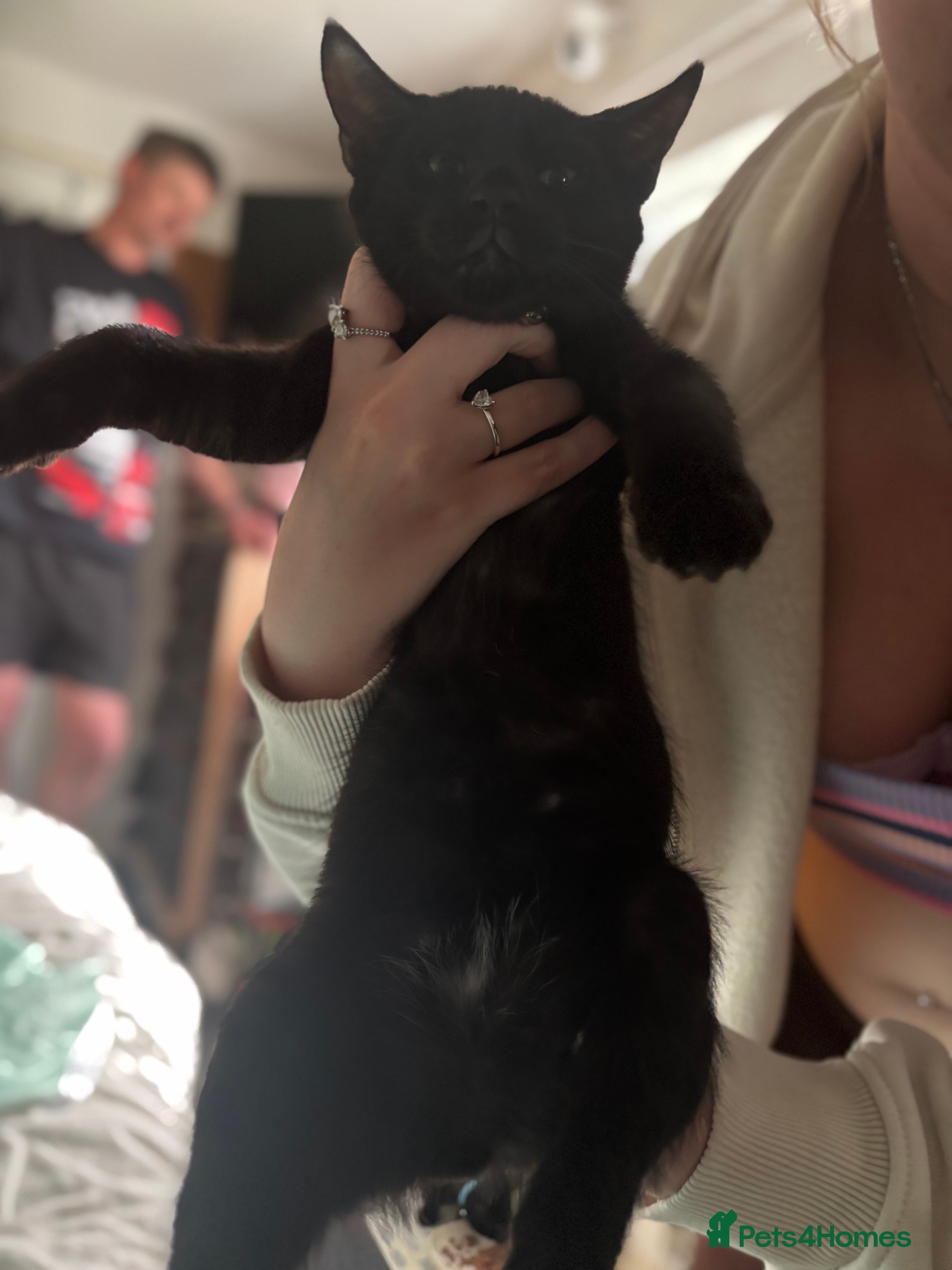 Mixed Breed Kitten 2 (smudge)