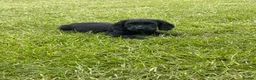 Cocker Spaniel dogs for sale: SHOW TYPE COCKER SPANEILS now ready for new home - Advert 14