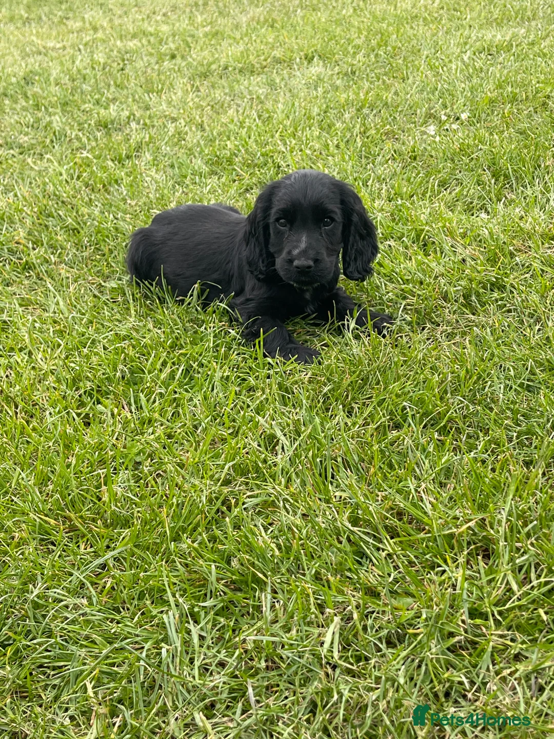Cocker Spaniel dogs for sale: SHOW TYPE COCKER SPANEILS now ready for new home - Advert 14