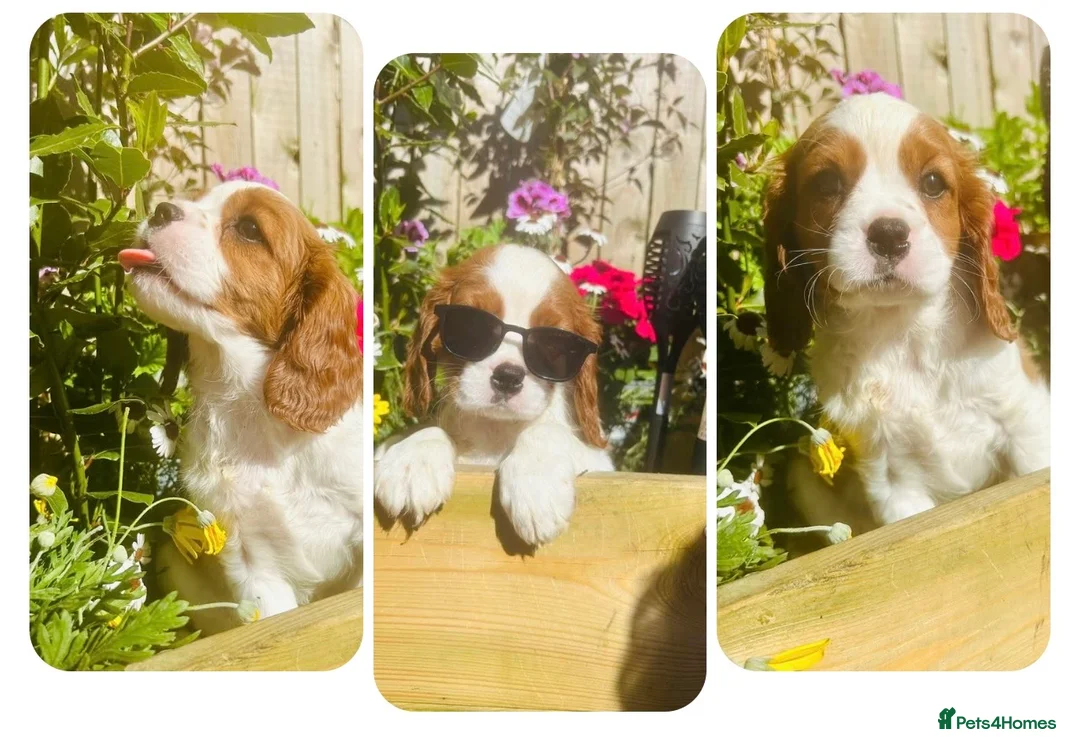 Cavalier King Charles Spaniel dogs for sale: READY NOW Prince Charming Cavalier Pup  - Advert 1