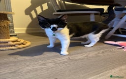 Domestic Shorthair cats for sale: Two beautiful boy kittens  - Image 4