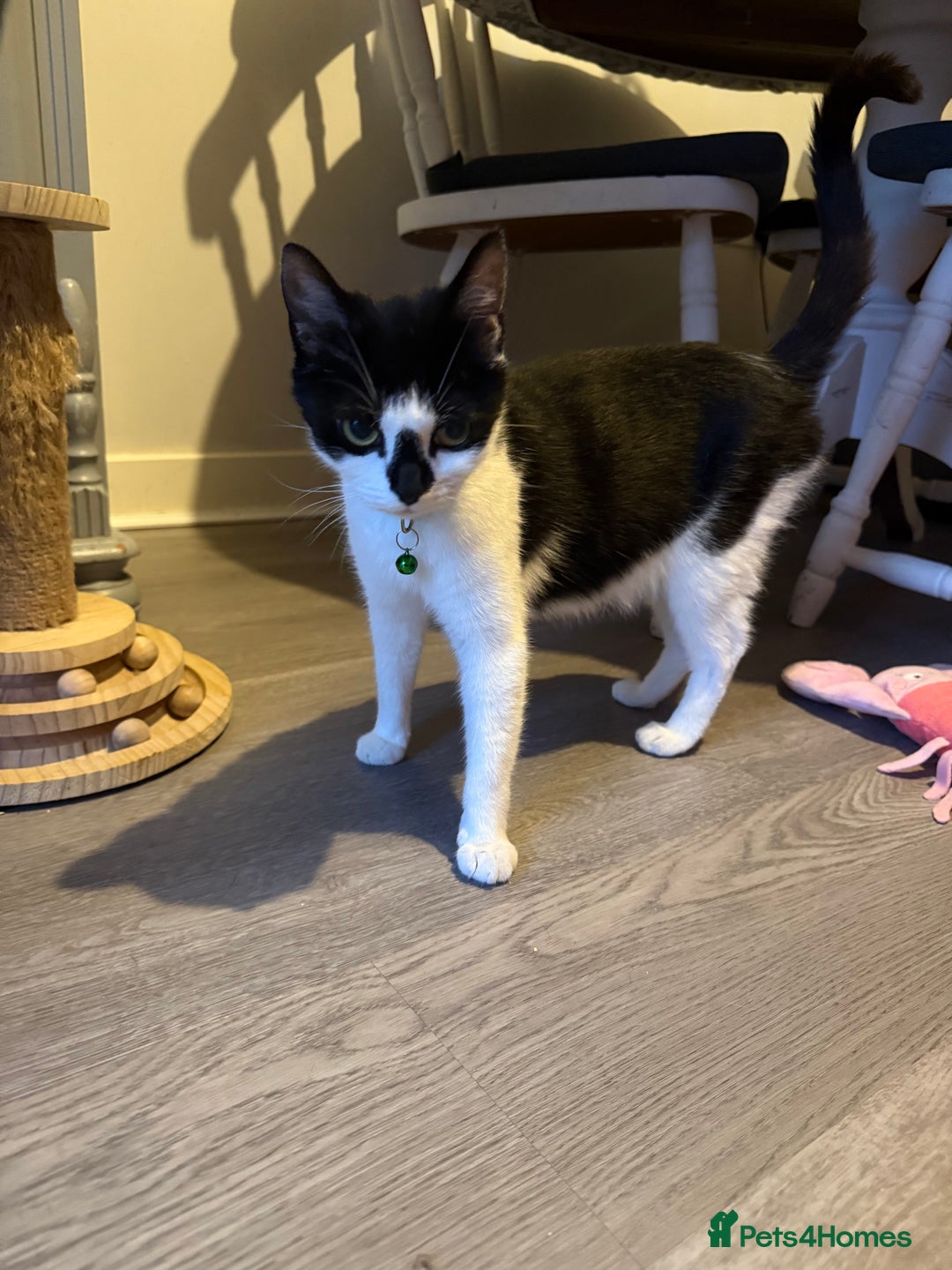 Domestic Shorthair cats for sale: Two beautiful boy kittens  - Image 4