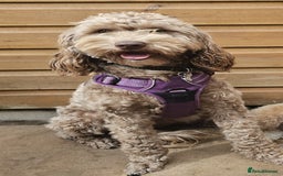 Australian Labradoodle dogs for sale: Home raised Australian Labradoodles due October - Image 8