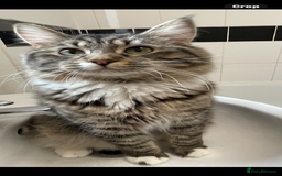 Mixed Breed cats for sale: Ragdoll x maincoon kittens available now - Image 16