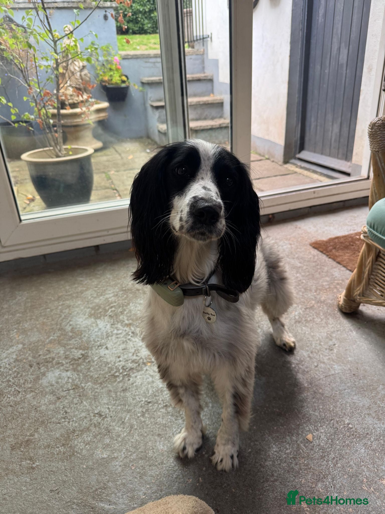 English Springer Spaniel dogs Beautiful Springer needs beautiful new home.  - Advert 4