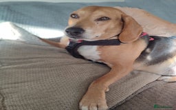 Mixed Breed dogs for adoption: Jojo handsome Beagle cross  - Image 5
