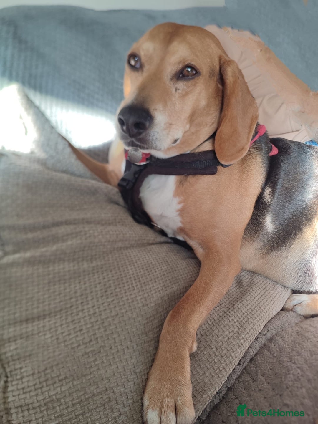 Mixed Breed dogs for adoption: Jojo handsome Beagle cross  - Image 5