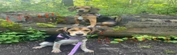 Mixed Breed dogs for sale: Bockalier puppy looking for forever home  - Advert 4
