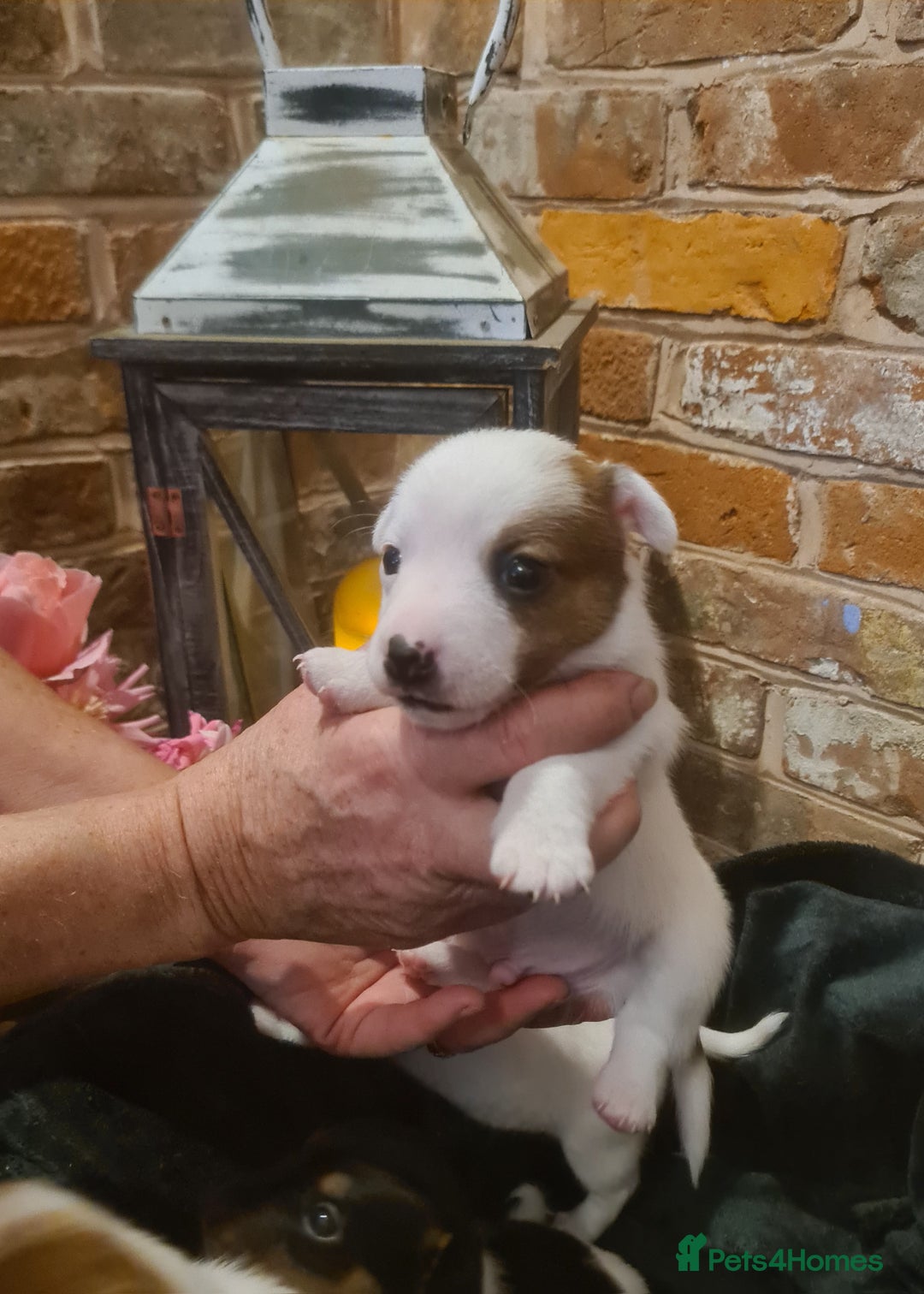 Jack Russell dogs for sale: Lovely Jack russell puppies. - Image 11