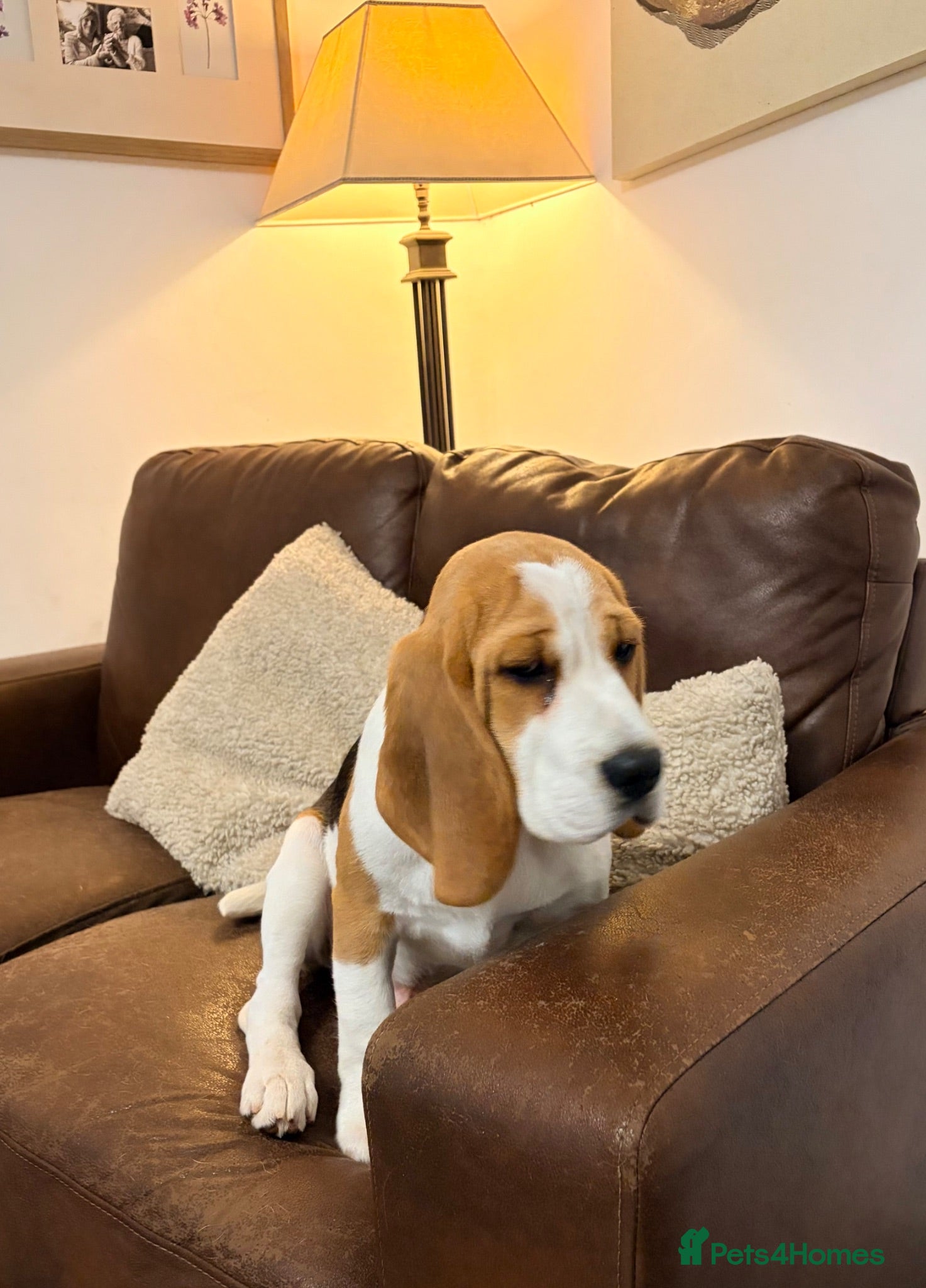 Beagle dogs KC Registered Gentle Beagle Boy - Advert 1