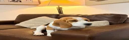 Beagle dogs for sale: KC Registered Gentle Beagle Boy - Advert 1