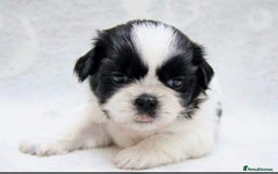 Shih Tzu dogs for sale: Albert in Aylesbury - Image 2