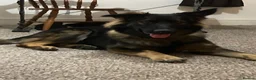 German Shepherd dogs for sale: German shepherd  - Advert 4