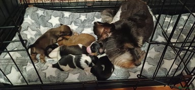 Mixed Breed dogs - Advert 5