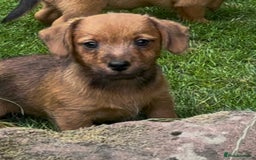 Mixed Breed dogs for sale: Stunning Daxi x Norfolk terrier  - Image 13