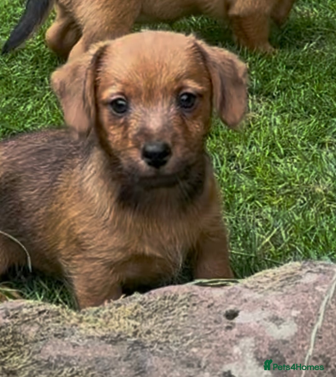 Mixed Breed dogs for sale: Stunning Daxi x Norfolk terrier  - Image 13