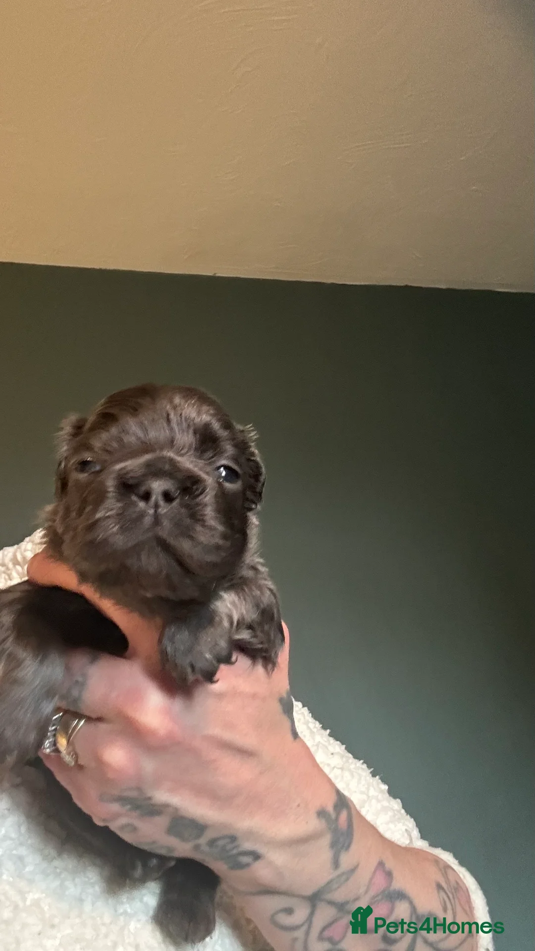 French Bulldog dogs for sale: Fluffy blue frenchie  - Advert 4