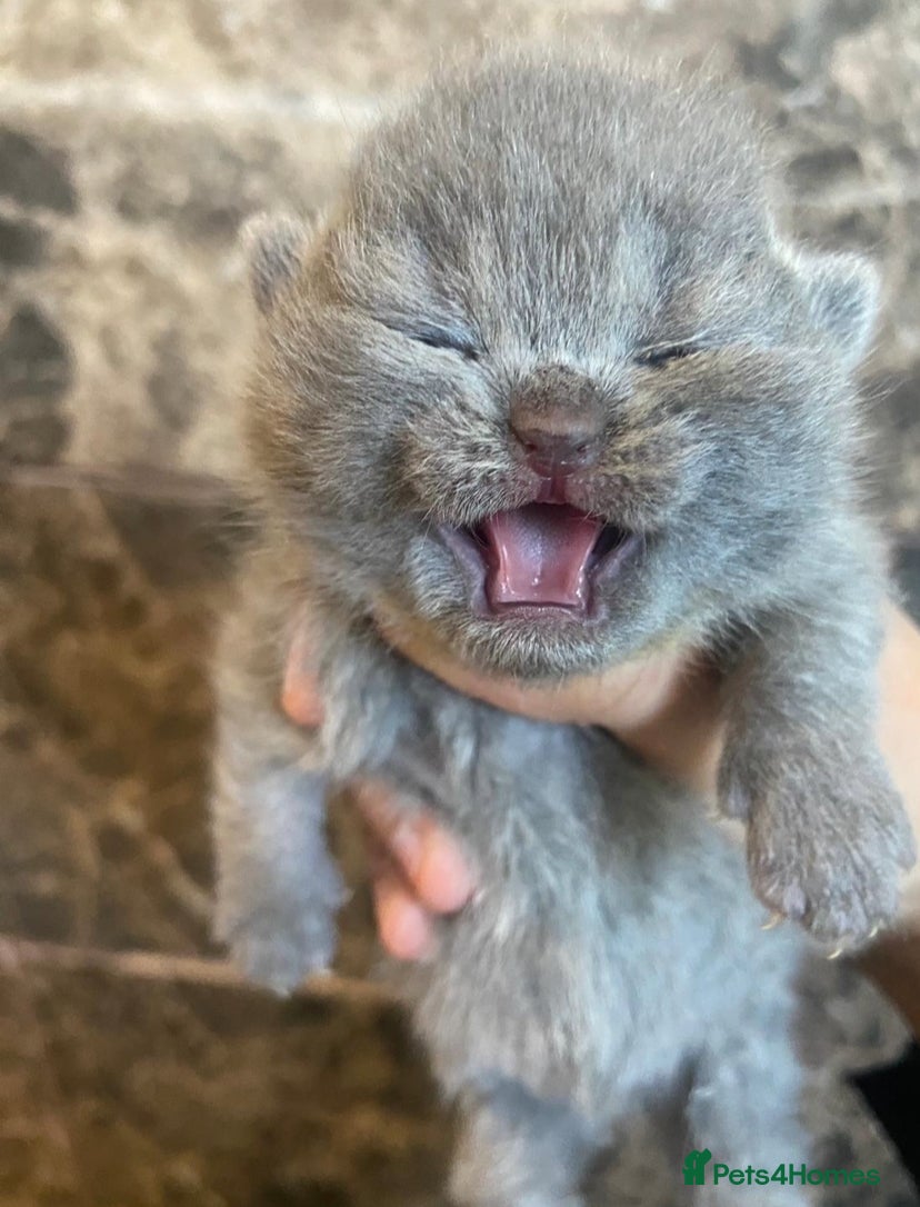 British Shorthair cats BRITISH SHORHAIR KITTENS!!!! 🐾🐾😻😻 - Advert 15
