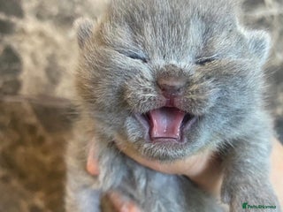 British Shorthair cats BRITISH SHORHAIR KITTENS!!!! 🐾🐾😻😻 - Advert 15