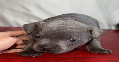 Staffordshire Bull Terrier dogs - Advert 6