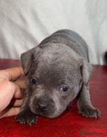 Staffordshire Bull Terrier dogs - Advert 6