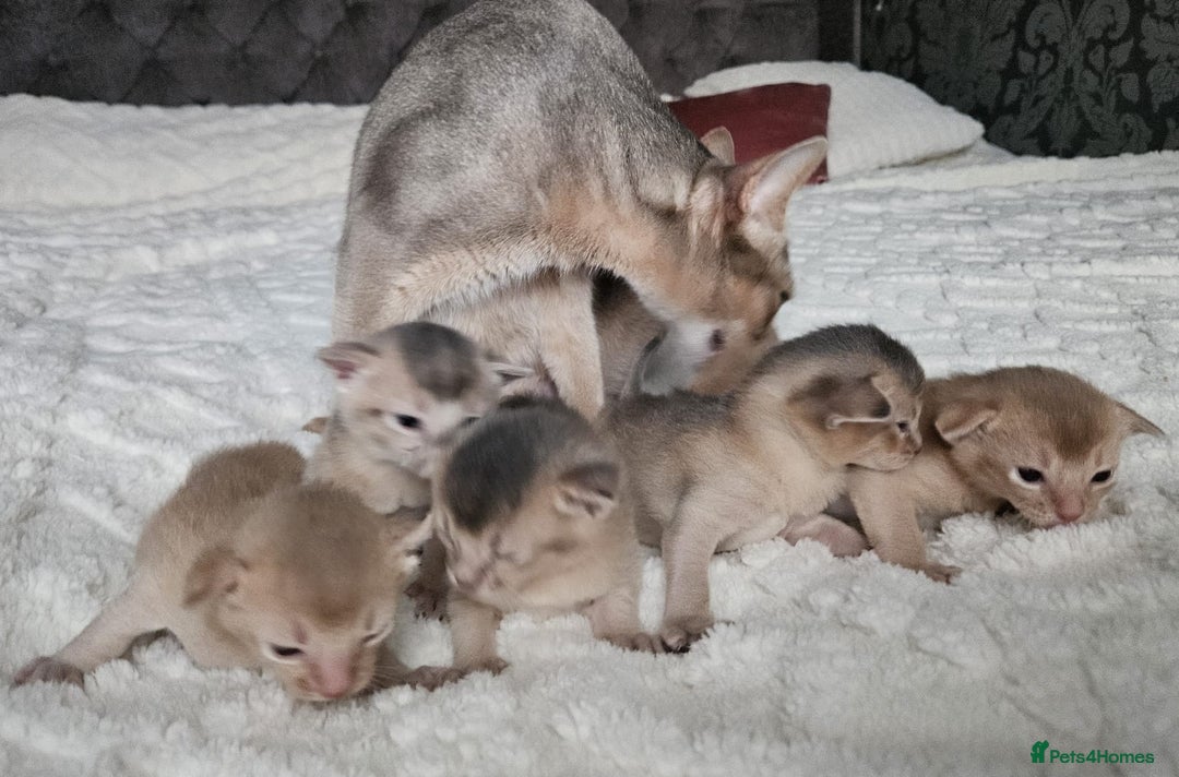 Abyssinian cats for sale: Abyssinian  - Advert 27