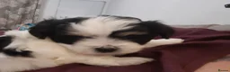 Mixed Breed dogs for sale: Lhasa Apso x Maltese puppies known as Kyi-Leos - Advert 19