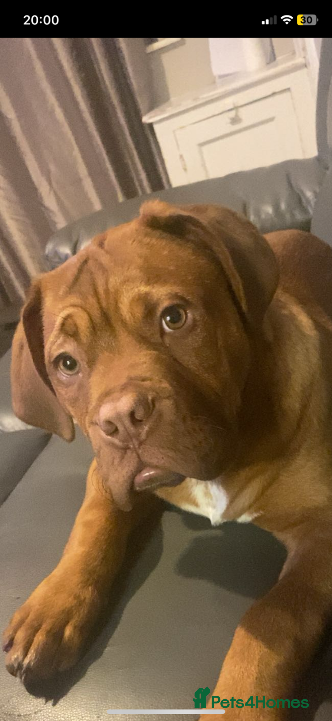 Dogue De Bordeaux dogs for sale: Murphy - Advert 2