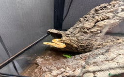 Corn Snake reptiles for sale: Male and female corn snakes and enclosure - Advert 3