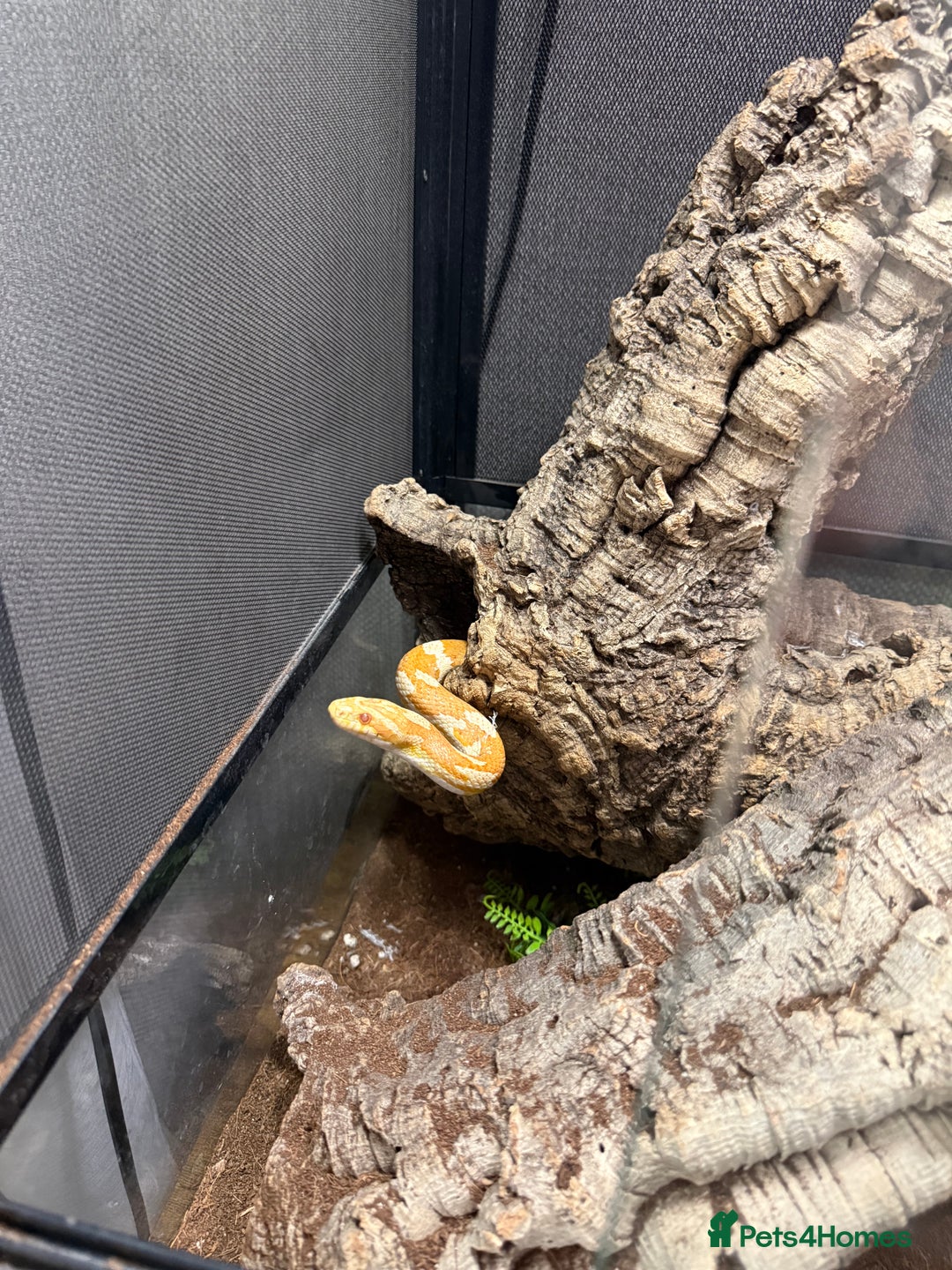 Corn Snake reptiles for sale: Male and female corn snakes and enclosure - Advert 3