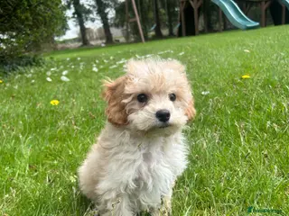 Poochon dogs Outstanding F1 Poochon puppies - Advert 2