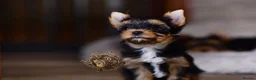 Yorkshire Terrier dogs for sale: READY NOW FULLY VACCINATED MINIATURE YORKIE KC DNA - Advert 10