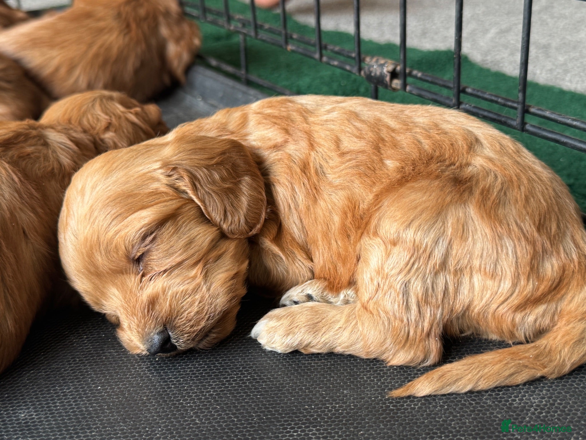 Cockapoo dogs Beautiful Litter of 6 Cockapoo  - Advert 1