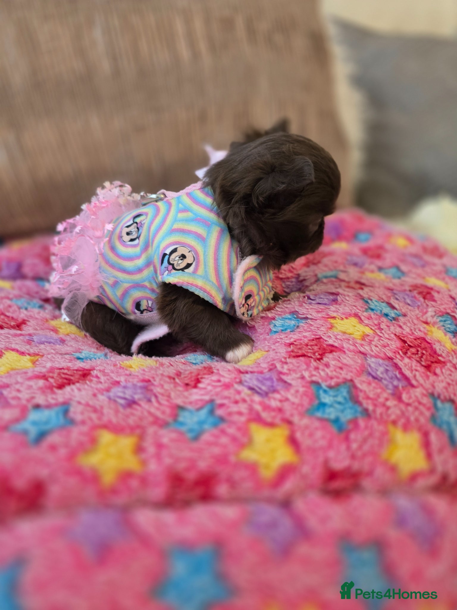 Chihuahua dogs for sale: Xx stunning kc chihuahua longcoat puppies Xx - Advert 31