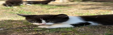 Domestic Shorthair 1