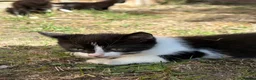 Domestic Shorthair cats for sale: Black and white kittens  - Advert 3