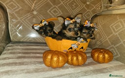 Yorkshire Terrier dogs for sale: Yorkshire terrier puppies  - Image 15