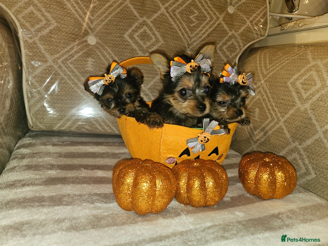 Yorkshire Terrier dogs for sale: Yorkshire terrier puppies  - Image 15