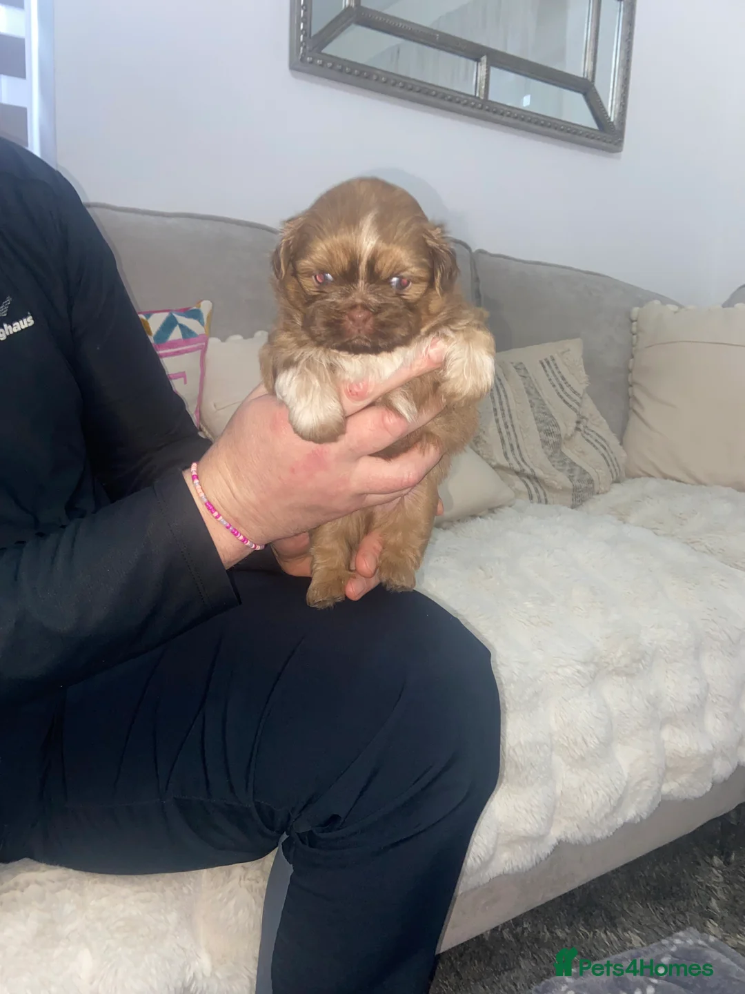 Shih Tzu dogs for sale: Colilo pups - Advert 7