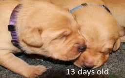 Labrador Retriever dogs for sale: Red Fox Labs : Health Checked-KC Reg-FTCH Pedigree - Image 3