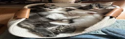 Persian cats for sale: Luxury Doll Faced Persian Kittens  - Advert 1
