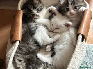 Persian cats Luxury Doll Faced Persian Kittens - Advert 1