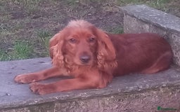 Cocker Spaniel dogs for sale: Working cocker Spainel puppys  - Image 12